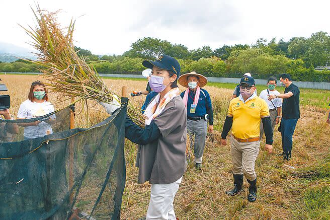 北投割稻趣體驗活動30日舉辦，台北市副市長黃珊珊（圖）及國民黨市長參選人蔣萬安同台拚人氣，兩人分別體驗割稻、脫穀、碾米、稻草人裝飾等水稻文化。（鄧博仁攝）