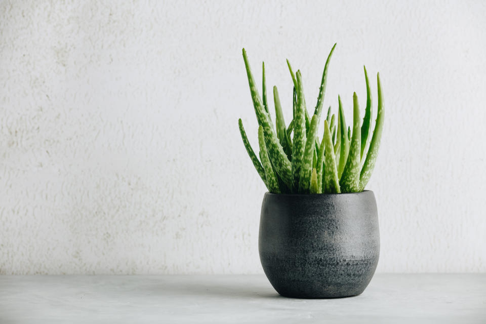 Además de contar con infinidad de propiedades, el aloe vera es una planta fácil de mantener que se adapta a casi cualquier ambiente. No necesita demasiados regados, especialmente entre el otoño y la primavera. (Foto: Getty Images).