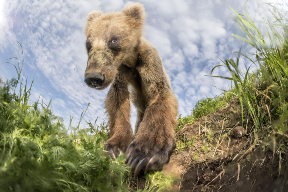 Korostelev, 36, is a director of a travel company, from Moscow, captured the beautiful animal as he also enjoys wildlife photography. (Mike Korostelev/Caters)