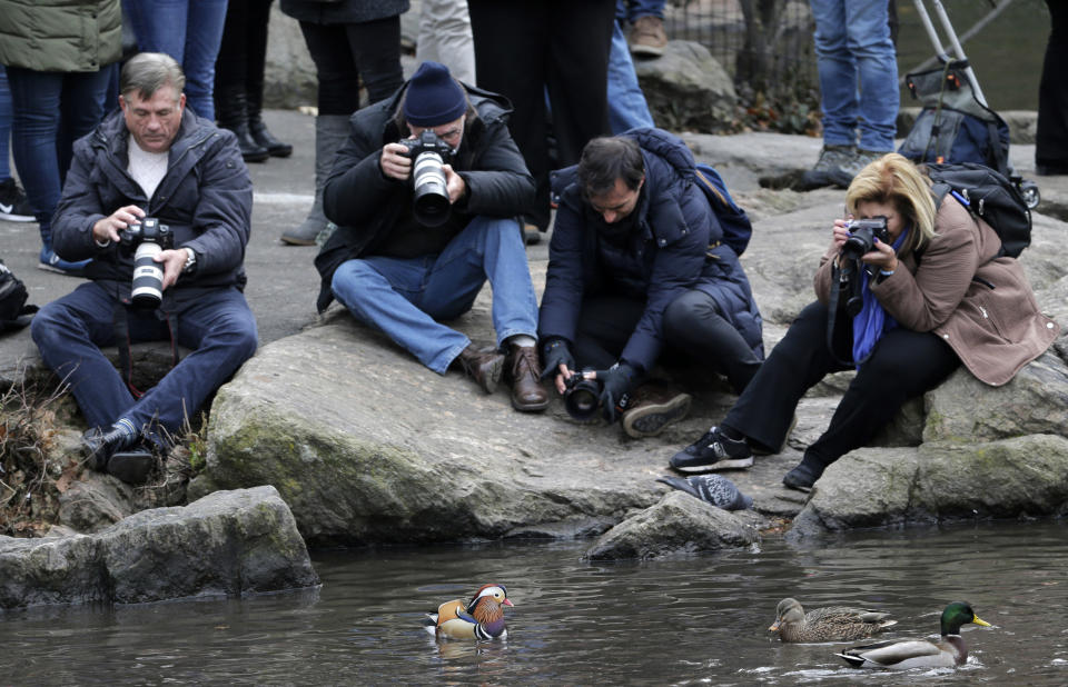 Personas intentan tomar fotografías del pato mandarín, centro, en Central Park en Nueva York, el miércoles 5 de diciembre de 2018. (AP Foto/Seth Wenig)