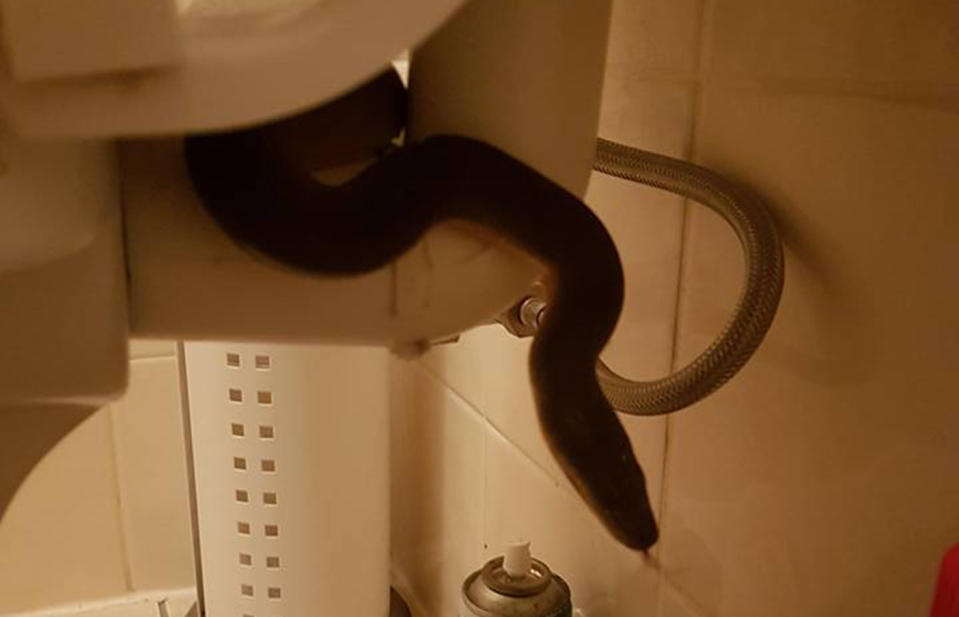 A snake catcher has pulled a water python from a Cairns woman's toilet.