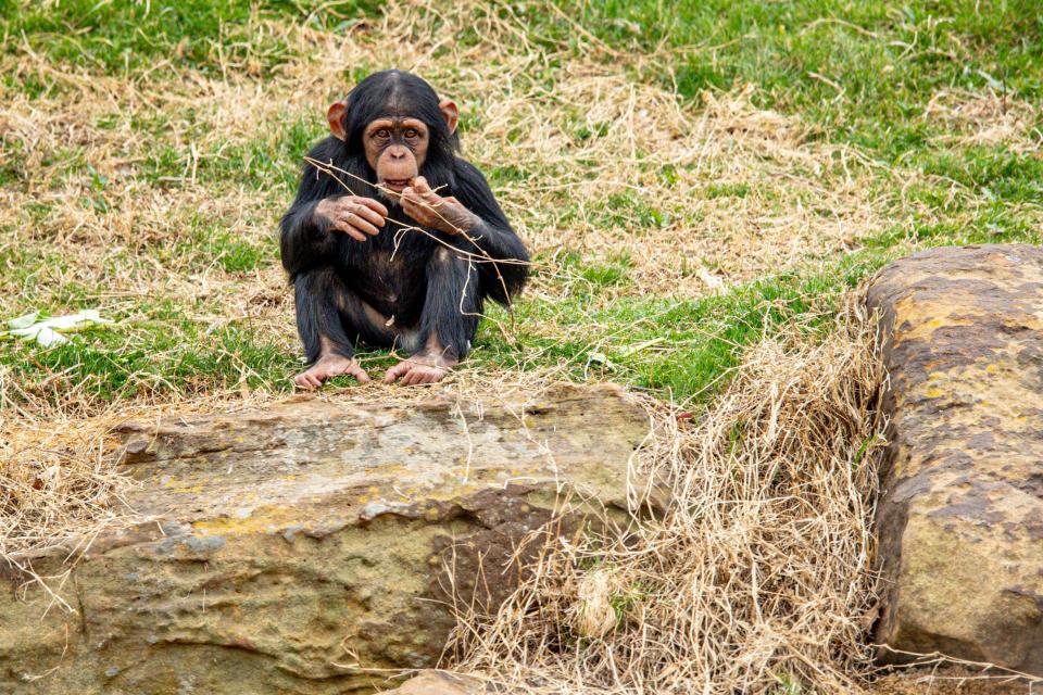 Chimpanzee Kiazi is pictured Feb. 27 at the Oklahoma City Zoo.