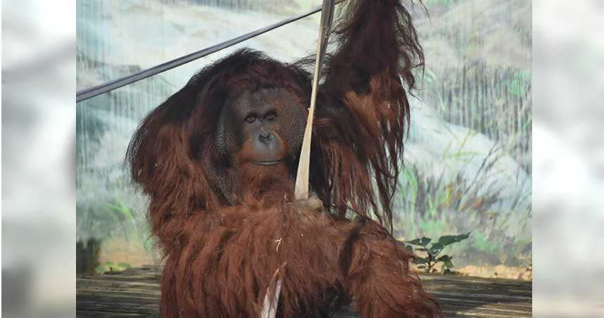 新竹市立動物園的紅毛猩猩雄大旅居台北6年後，仍找不到女友持續單身，但性格變得比較活潑，想必是看破紅塵。（圖／新竹市府提供）