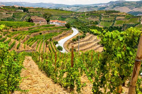 port wine route douro valley