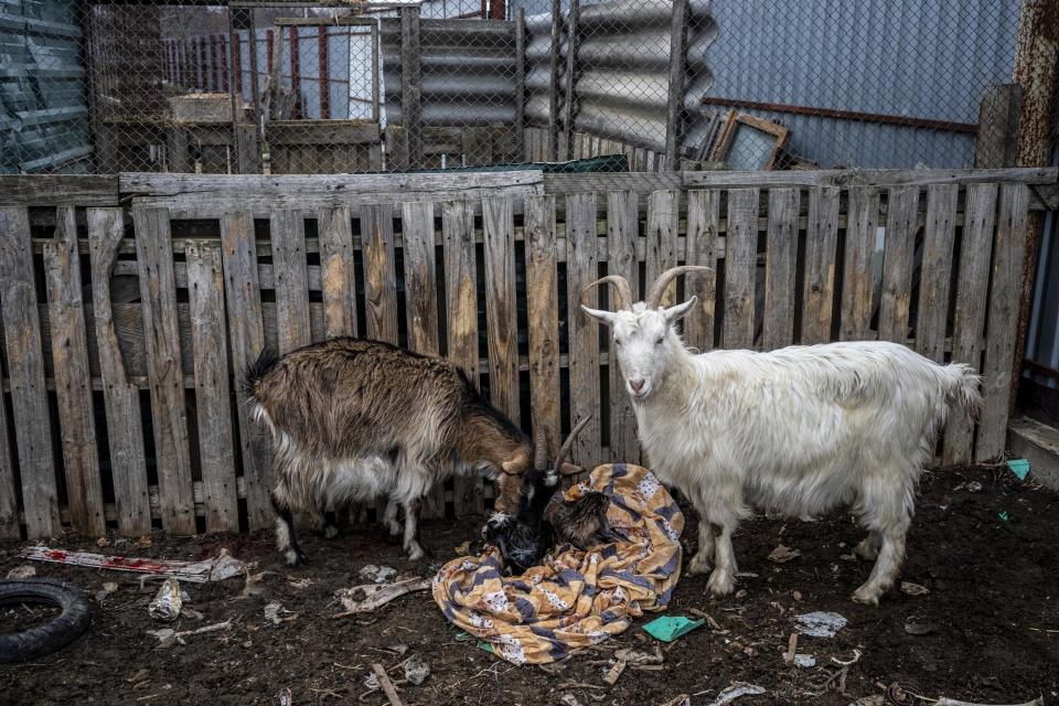 Goats tend to a newborn at an animal shelter in Odesa.