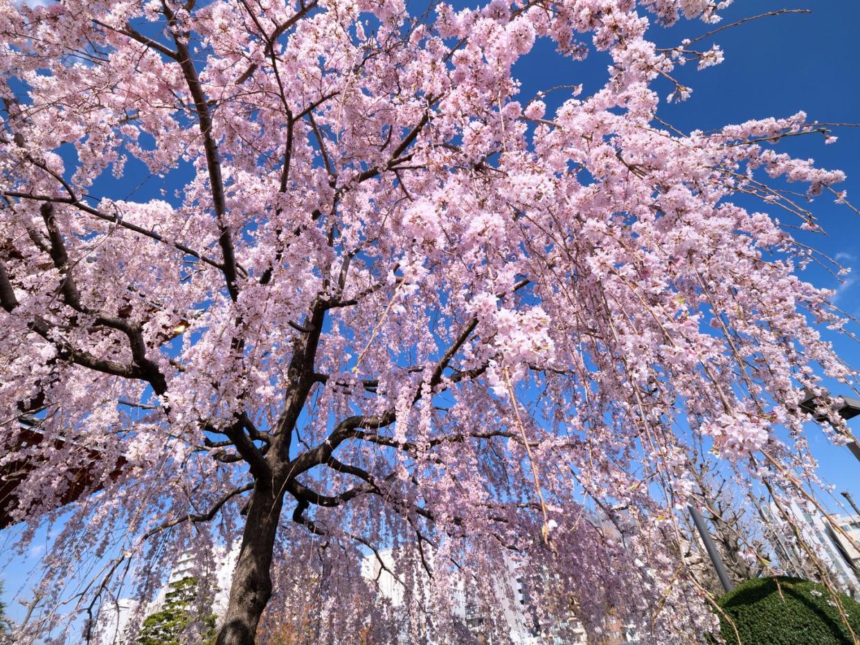 pink flowering trees weeping cherry