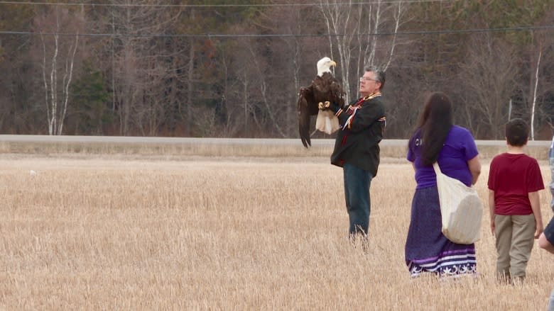 Injured bald eagle released back into wild going full circle for Mi'kmaq elder