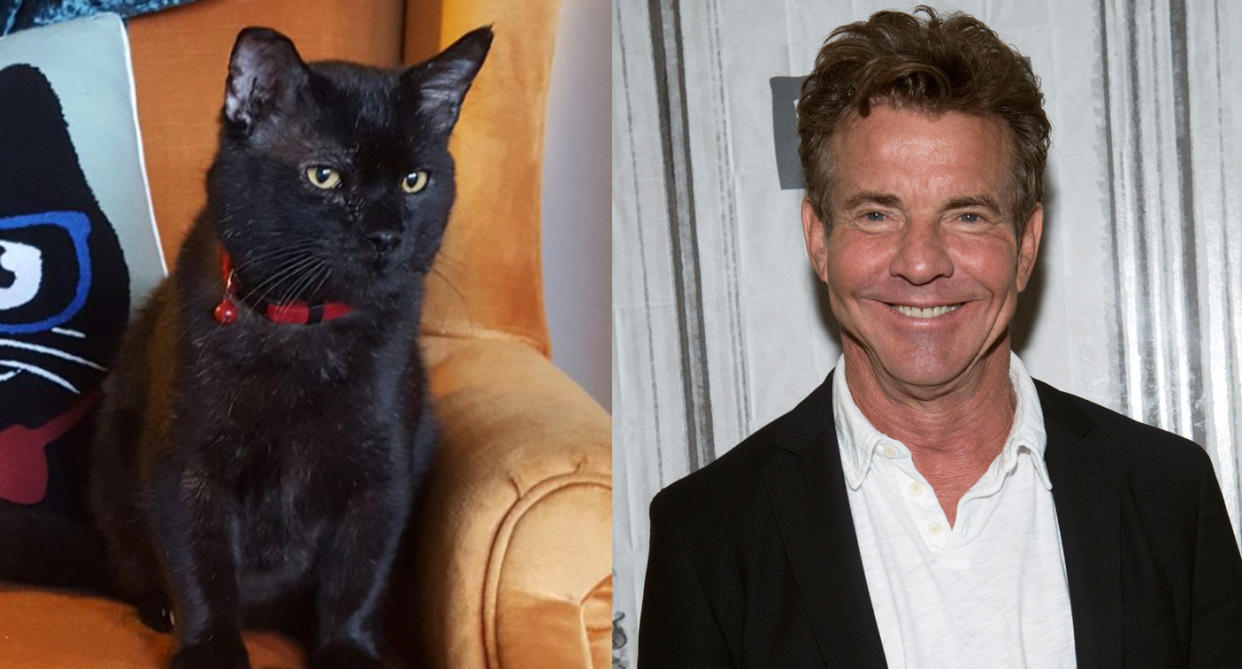 Dennis Quaid the human has adopted Dennis Quaid the cat. (Facebook/Lynchburg Humane Society. Debra L Rothenberg/Getty Images)