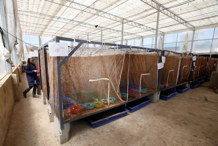 An employee stands next to netted enclosures where black soldier flies are breeding at the Sanergy organics recycling facility near Nairobi