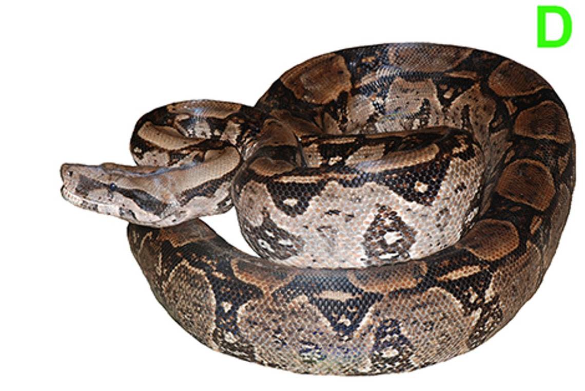 A Boa atlantica, or Atlantic Forest boa constrictor.