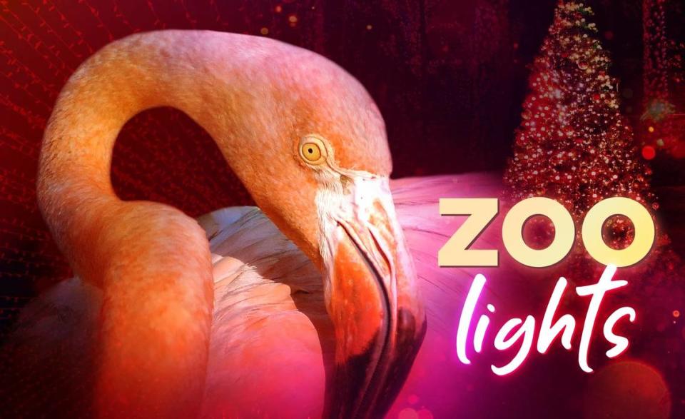 Vacaciones en el zoológico de Miami, deslumbrantes luces.
