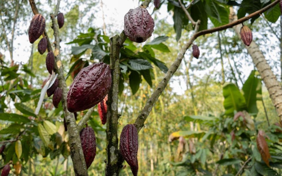 Cocoa fruit on a tree at a Somos Cacao farm in Colombia