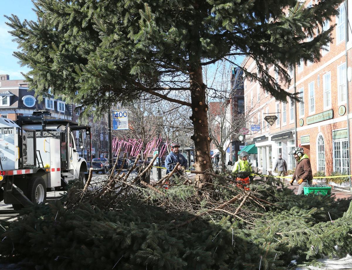 Without the fanfare of a tree lighting, Portsmouth arborists remove