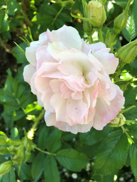 The rugosa hybrid 'Polar Ice' has white blossoms with a hint of pink.