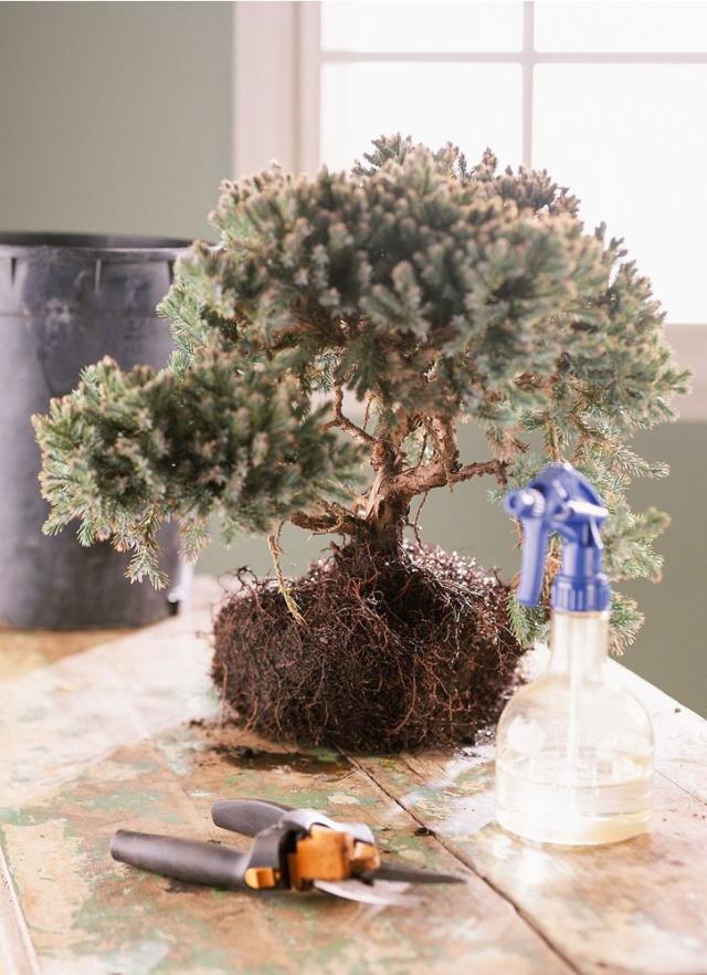Transferring Your Bonsai Tree to a Different Pot — What to Know