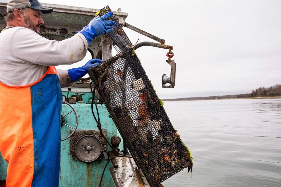 Fisherman Dwight Souther of Seabrook, New Hampshire, hauling in a trap of green crabs (Jennifer Bakos)