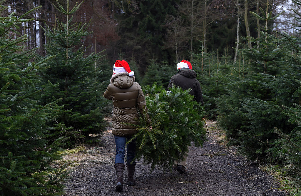 GERMANY-BAVARIA-CHRISTMAS-TREE-FEATURE