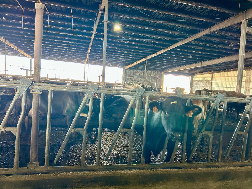 View of half-demolished cross-ventilation barn at South Fork Dairy, where fire originated and where most of the cows died.