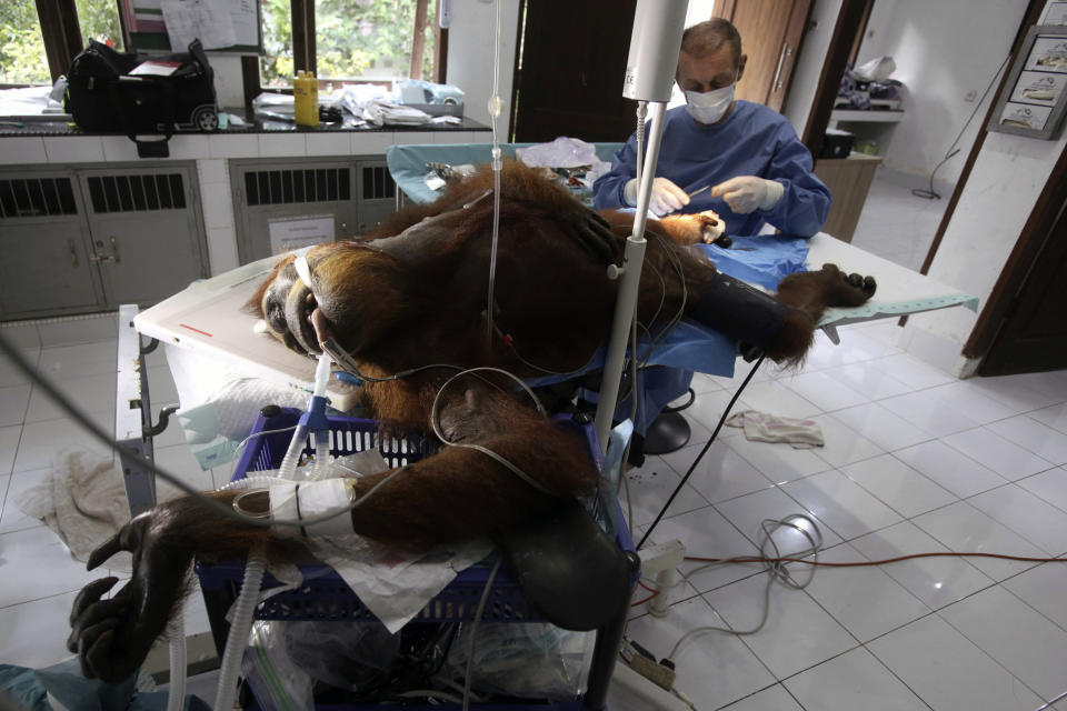 CAPTION CORRECTS TYPE OF SURGERY - In this photo taken on Sunday, March 17, 2019, a volunteer orthopedic surgeon Andreas Messikommer of Switzerland conduct a surgery on a female orangutan named 'Hope' for infections in some parts of the body and to fix broken bones, at Sumatra Orangutan Conservation Programme (SOCP) facility in Sibolangit, North Sumatra, Indonesia. A veterinarian says the endangered orangutan that had a young baby has gone blind after being shot at least 74 times, including six in the eyes, with air gun. The baby orangutan died from malnutrition last Friday as rescuers rushed the two to the facility. (AP Photo/Binsar Bakkara)
