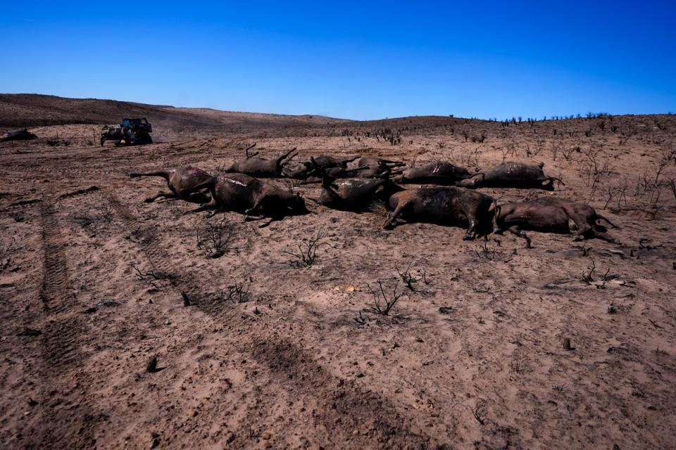 Ranchers move cattle killed by the Smokehouse Creek Fire out of burned ranch land, Friday, March 1, 2024, in Skellytown, Texas. (AP)