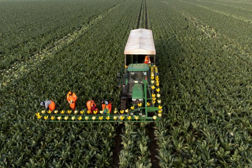 A lack of cold nights in August and September delayed growth (Joe Giddens/PA) (PA Wire)