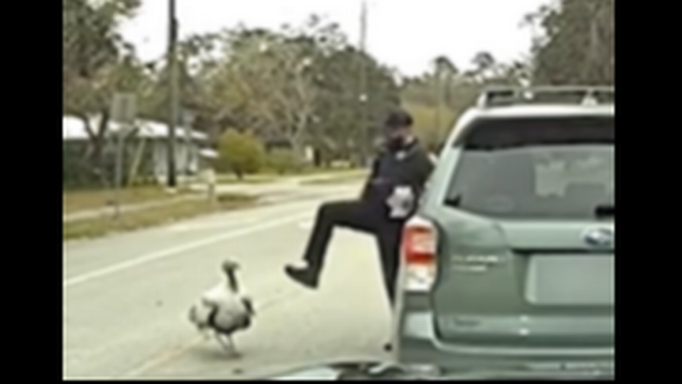 Deputy Willie Carson with the St. Johns County Sheriff’s Office tried multiple ways to push the outraged bird away, the video.