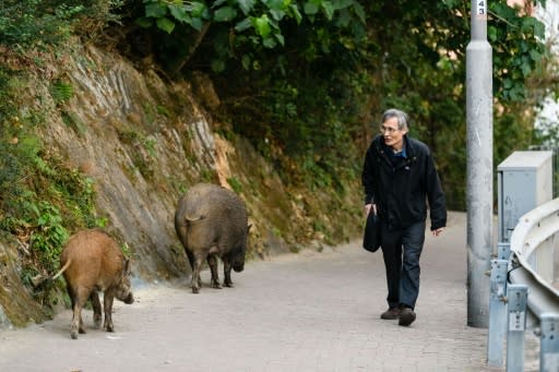 Hong Kong authorities say the number of sightings and nuisance reports caused by boars has more than doubled, from 294 for all of 2013 to 679 for the January to October period last year