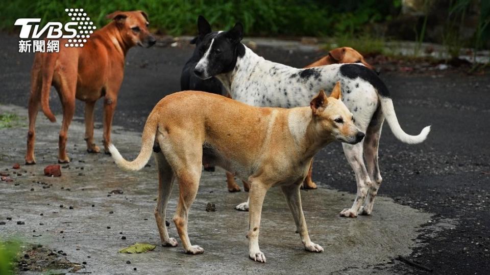 農委會將進行區域性「移除遊蕩犬試辦專案」。（示意圖／shutterstock達志影像）