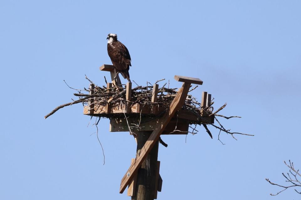 An osprey looks out over the water from its perch on the osprey nesting platform at Lake Monroe. A new trail in Fairfax State Recreation Area includes an overlook view of the nesting site.