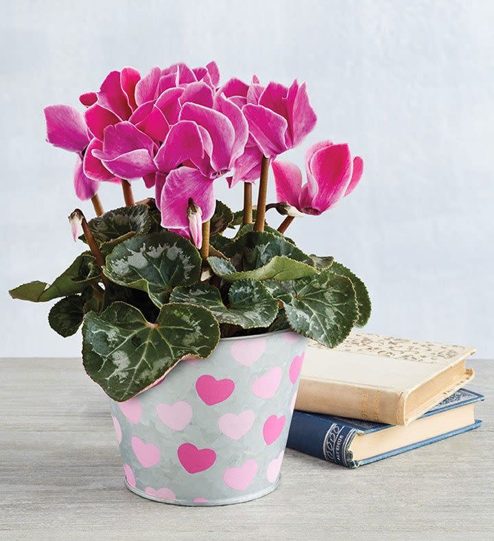 7)  Cyclamen