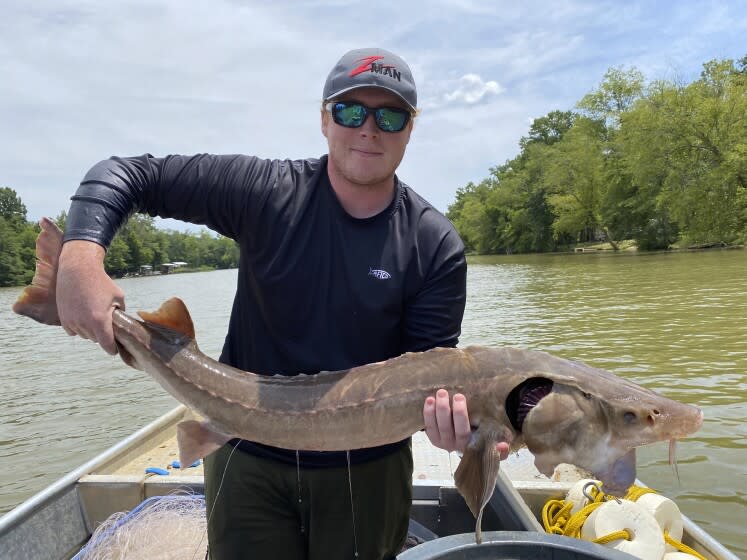 This photo provided by University of Georgia graduate research assistant Matt Phillips, shows research technician Hunter Rider of Opelika, Ala., holding a a lake sturgeon with its vacuum-hose-like mouth extended on the Coosa River, on July 14, 2022, at Rome, Ga. The university is making the largest population study of the fish since the state began restocking them in 2002. (Matt Phillips via AP)