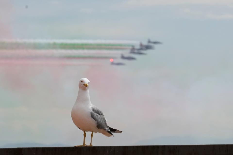June 2, 2021: A seagull looks on as the Italian three-color special air force acrobatic team "Frecce Tricolori" flies over Rome and the Vatican as Italy celebrates the anniversary of its unification.