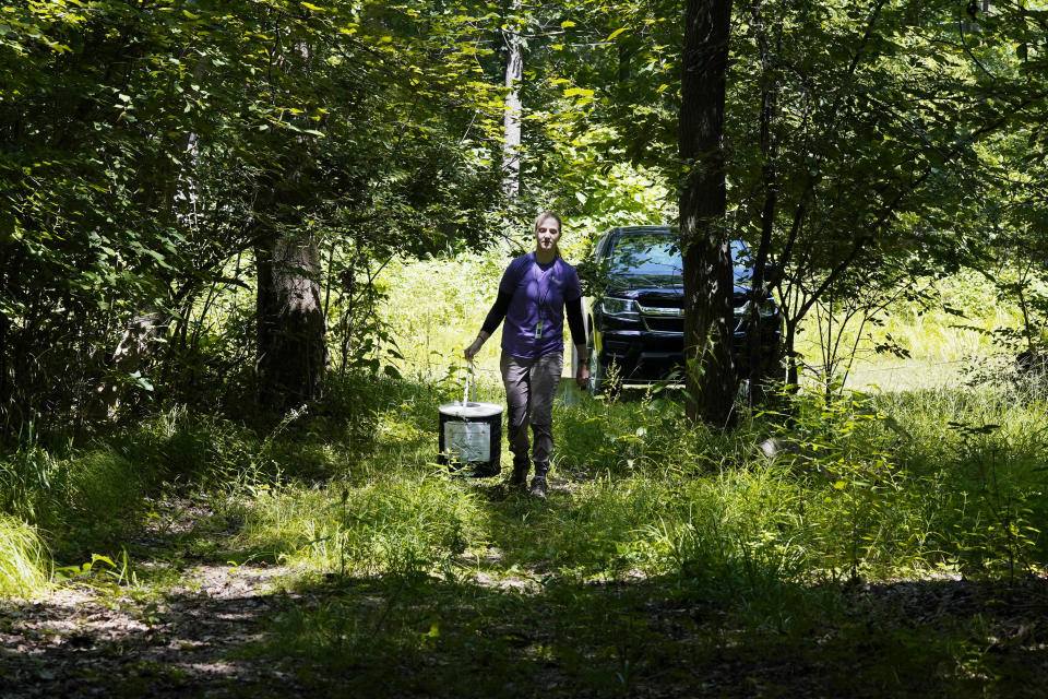 Washtenaw County health department employee Amanda Harris carries a mosquito trap through the woods, Thursday, July 14, 2022, in Ann Arbor Township, Mich. As climate change widens the insect's range and lengthens its prime season, more Americans are resorting to the booming industry of professional extermination. But the chemical bombardment worries scientists who fear over-use of pesticides is harming pollinators and worsening a growing threat to birds that eat insects. (AP Photo/Carlos Osorio)