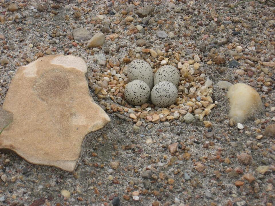 Piping plover eggs.