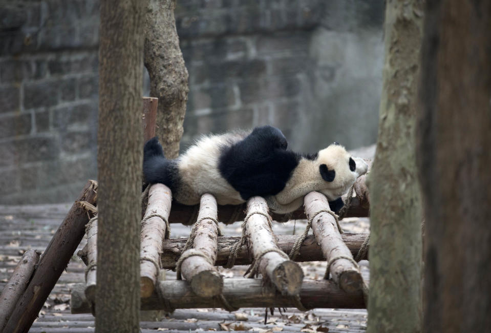 A giant panda sleeps on the los as U.S. first lady Michelle Obama, her daughters Sasha, Malia, and her mother Marian Robinson visit the Giant Panda Research Base in Chengdu in southwest China's Sichuan province Wednesday, March 26, 2014. (AP Photo/Andy Wong)