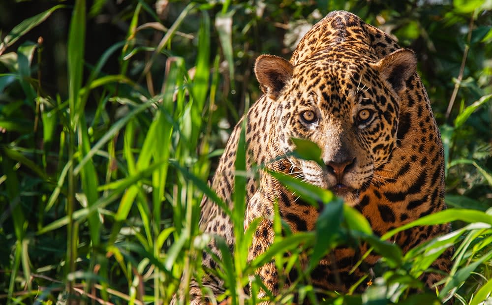 jaguar in brazil - jami tarris/getty images