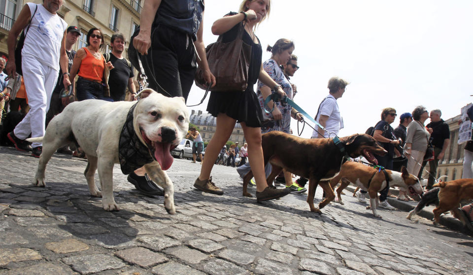 Dog owners march toward the Tuileries Gardens, in Paris, Saturday June 8, 2013. At least 100 pooches with owners in tow, holding leashes marched near the Louvre at a demonstration to demand more park space and access to public transport for the four-legged friends.(AP Photo/Remy de la Mauviniere)