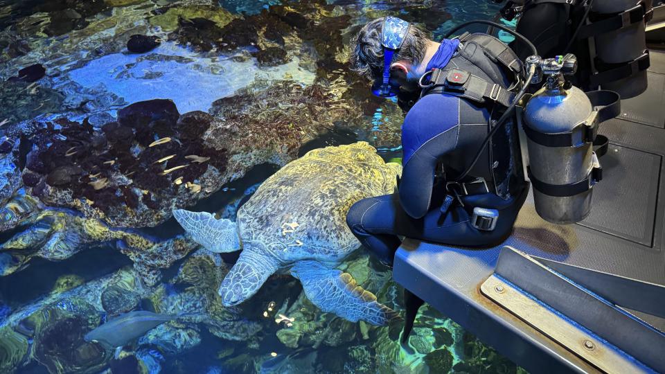 Myrtle, a green sea turtle, swims past New England Aquarium divers preparing to get into and extract the creature from the Giant Ocean Tank exhibit for a medical examination in Boston, Tuesday, April 9, 2024. Myrtle, who's around 90 years old and weighs almost a quarter of a ton, underwent a medical examination that included blood draws as well as eye, mouth and a physical examination to ensure the creature remains in good health. (AP Photo/Rodrique Ngowi)