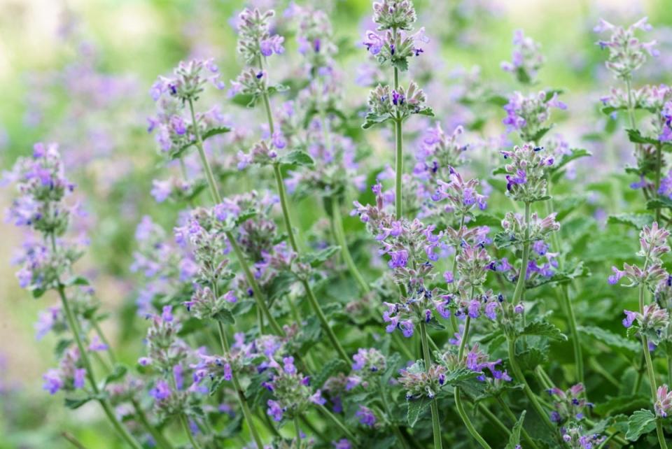 Catmint flowers with lavender blooms