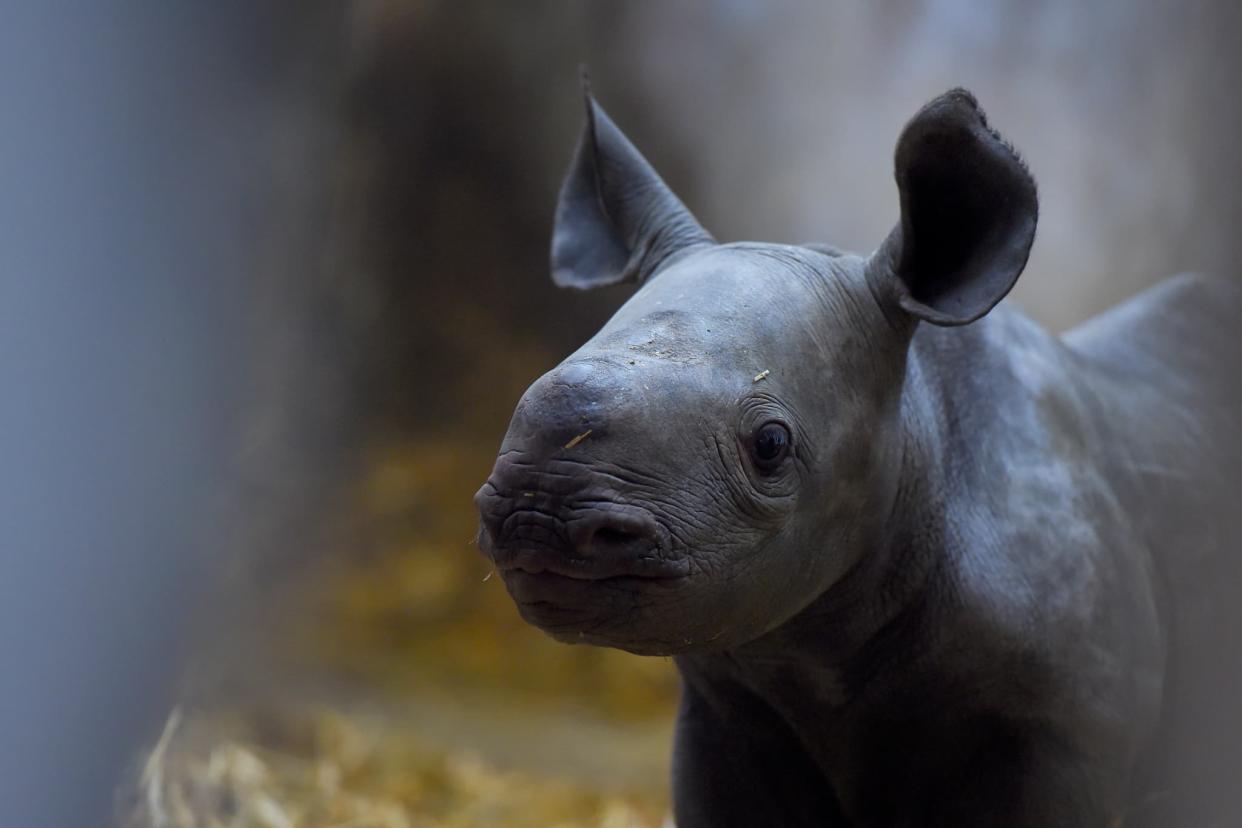 Un rhinocéros au zoo d'Arcachon en 2019.  - Nicolas Tucat