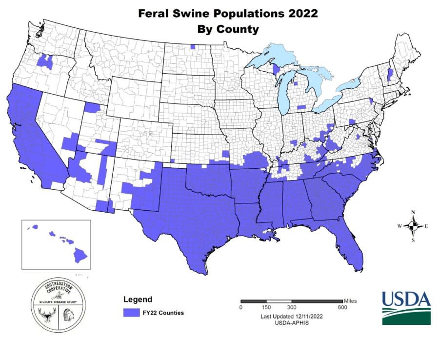 A U.S. map identifying which counties had reports of feral swine in 2022.