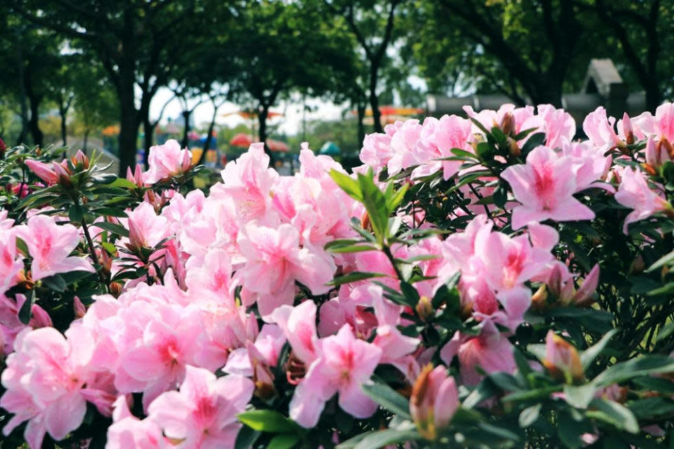 大安森林公園杜鵑花盛開(圖片來源：台北旅遊網)