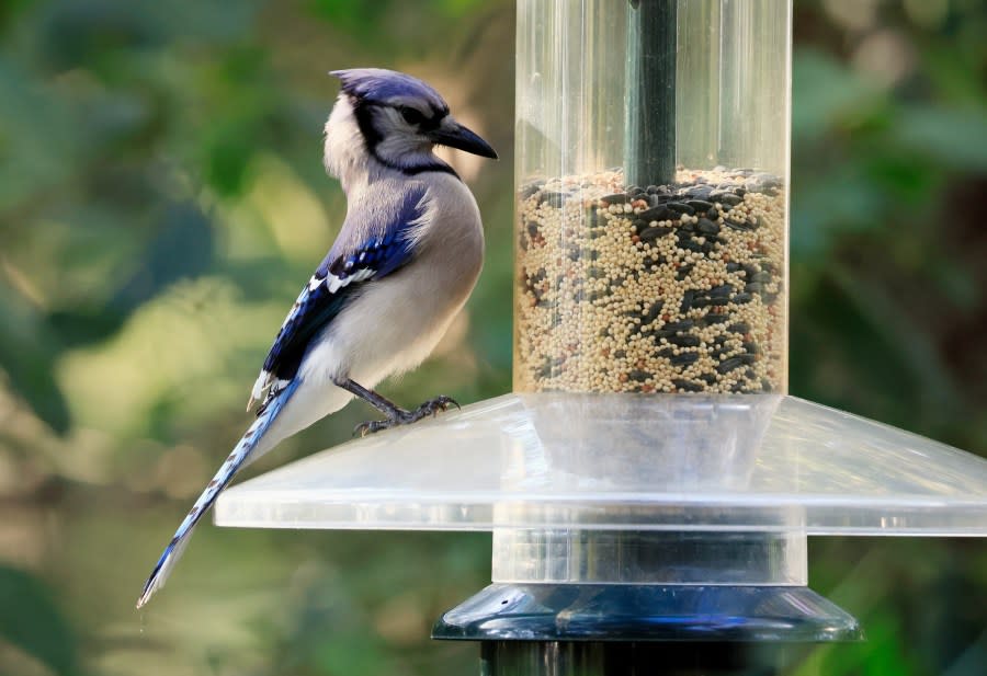 BOYNTON BEACH, FLORIDA – FEBRUARY 26: A Blue Jay populates the Green Cay Nature Center and Wetlands on February 26, 2024 in Boynton Beach, Florida. The weather in Florida provides a welcome habitat to many species of birds and other animals. (Photo by Bruce Bennett/Getty Images)