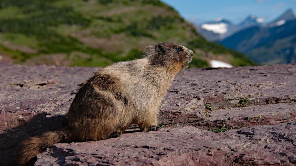 Una marmota tomando el sol