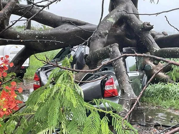 <strong>鳳凰木倒塌壓扁樹下的兩台轎車。（圖／翻攝自台南人大小事）</strong>