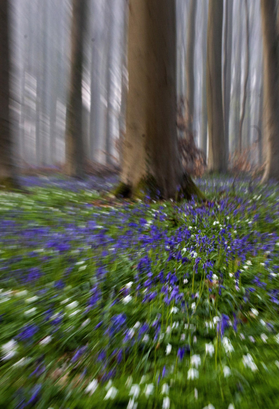 Bluebells, also known as wild Hyacinth, bloom on the forest floor of the Hallerbos in Halle, Belgium, Tuesday, April 20, 2021. There is no stopping flowers when they bloom or blossoms when they burst in nature, but there are efforts by some local authorities to limit the viewing. Due to COVID-19 restrictions visits to the forest to see the flowers has been discouraged for a second year in a row. (AP Photo/Virginia Mayo)