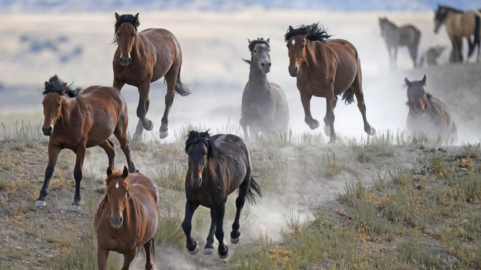 FILE - Free-ranging wild horses gallop from a watering trough on July 8, 2021, near U.S. Army Dugway Proving Ground, Utah. The U.S. government plans to capture more wild horses on federal lands this year than ever before in a single year, drawing outrage from mustang advocates who were counting on the Biden administration to curtail the widespread gathers of thousands of horses annually. (AP Photo/Rick Bowmer, File)