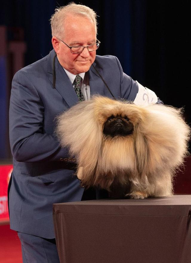 Wasabi the Pekingese Wins Best in Show at the 2019 AKC National