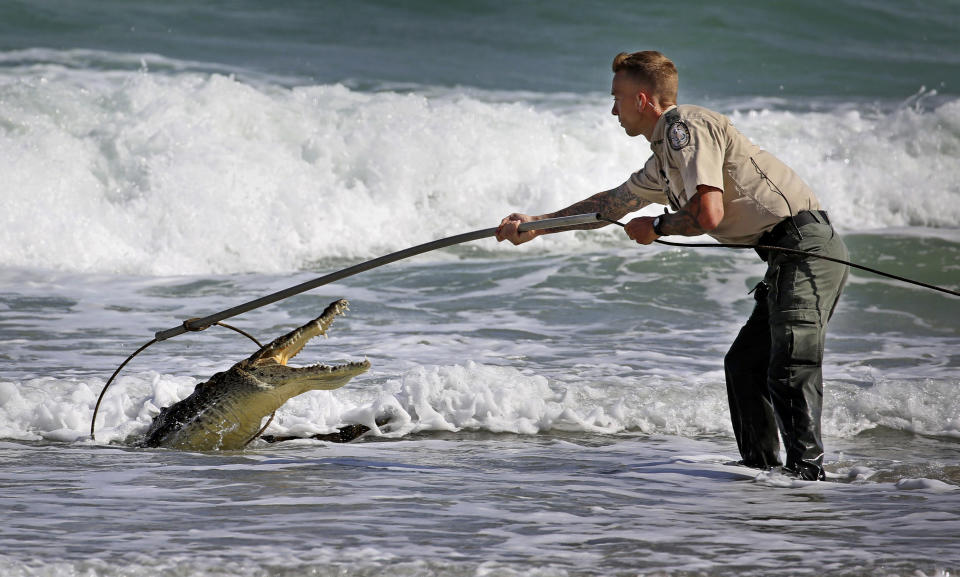 Un oficial de la Comisión de Conservación de Fauna Salvaje de Florida trata de capturar un cocodrilo en la playa de Hollywood, al norte de Miami, EEUU. (Susan Stocker/South Florida Sun-Sentinel via AP)