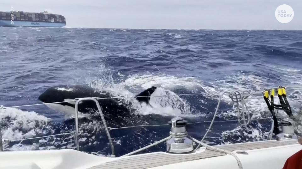 An orca pod attacks a boat off the coast of Morocco.